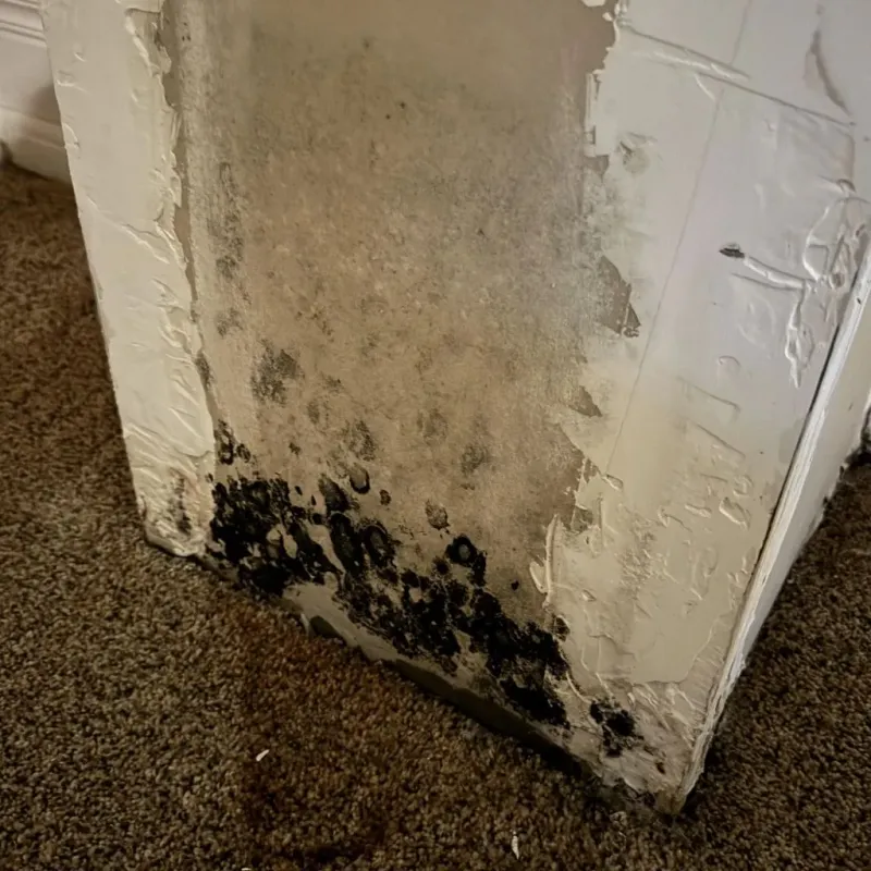 Professional Mold Removal in Hinds County, MS